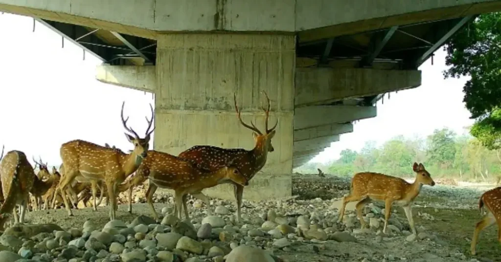 Delhi-Dehradun Economic Corridor wildlife using underpass network beneath highway