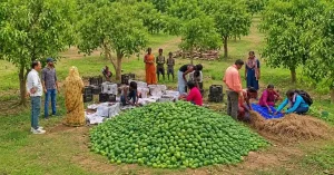 Jharkhand mango harvest prepared by women-led farmer producer company for export to the United Kingdom