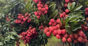 Tezpur Litchi export consignment flag-off in Assam