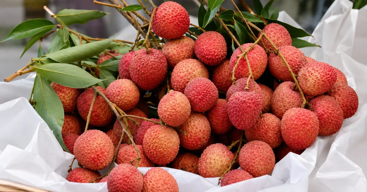 Uttarakhand litchi fresh fruit for Italy export report
