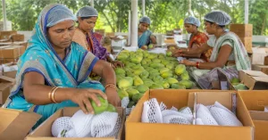 Amrapali mangoes being packed for export by women-led farmer producer companies in Jharkhand