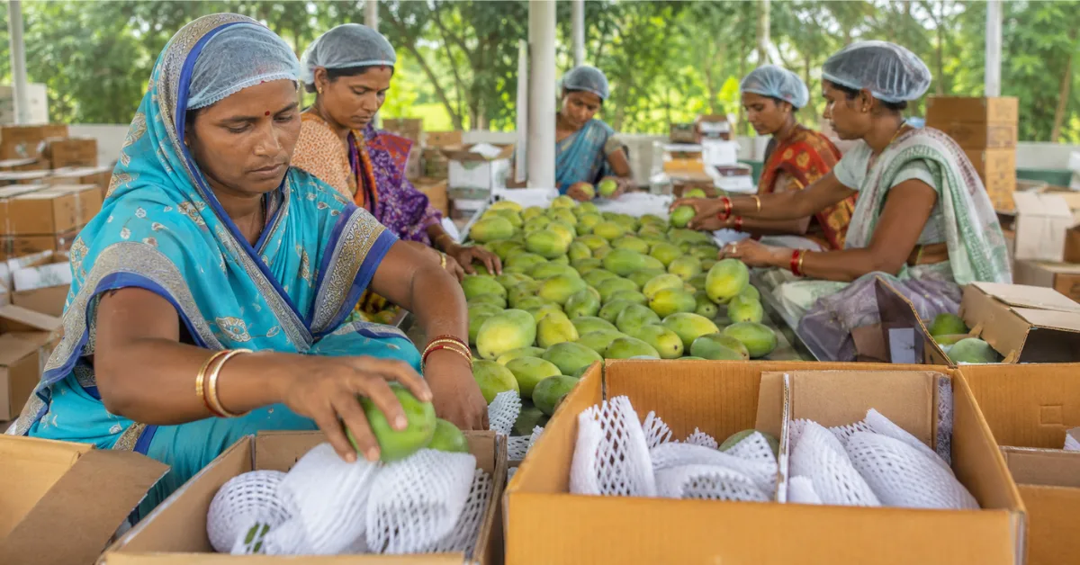 Amrapali mangoes being packed for export by women-led farmer producer companies in Jharkhand